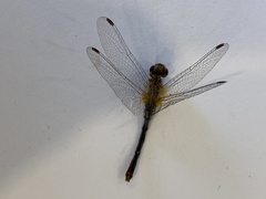 Anisoptera