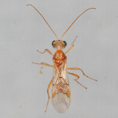 Euphorinae