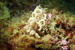 Phyllodesmium briareum