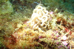 Phyllodesmium briareum