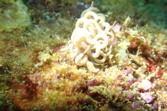 Phyllodesmium briareum
