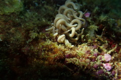 Phyllodesmium briareum