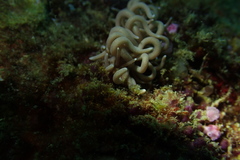 Phyllodesmium briareum