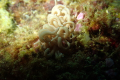 Phyllodesmium briareum