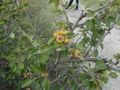 Pyrus communis pyraster