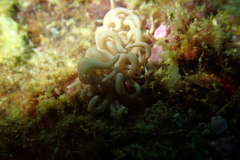 Phyllodesmium briareum