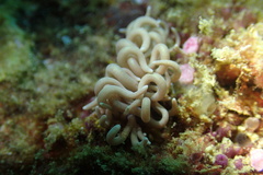 Phyllodesmium briareum