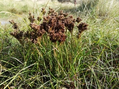 Juncus anceps