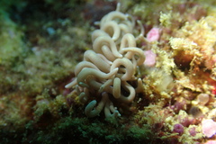 Phyllodesmium briareum