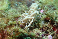 Phyllodesmium briareum