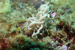 Phyllodesmium briareum