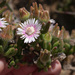 Drosanthemum hispifolium - Photo (c) Carina Lochner, μερικά δικαιώματα διατηρούνται (CC BY-NC), uploaded by Carina Lochner