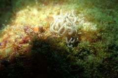 Phyllodesmium briareum