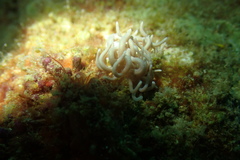 Phyllodesmium briareum