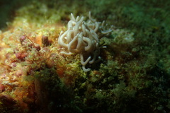 Phyllodesmium briareum