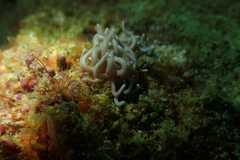 Phyllodesmium briareum