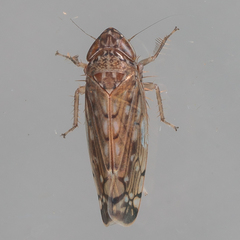 Osbornellus filamentus