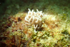 Phyllodesmium briareum