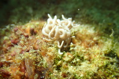 Phyllodesmium briareum