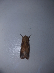 Noctuinae
