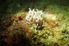 Phyllodesmium briareum