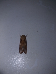 Noctuinae