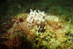 Phyllodesmium briareum