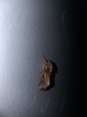 Noctuinae