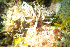 Phyllodesmium briareum