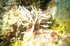 Phyllodesmium briareum