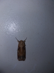 Noctuinae