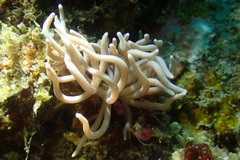 Phyllodesmium briareum