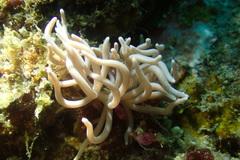 Phyllodesmium briareum