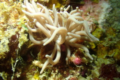 Phyllodesmium briareum