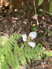 Moraea unguiculata
