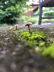 Agaricales
