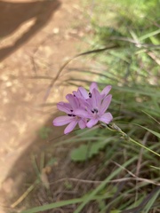 Ixia flexuosa