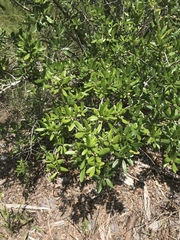 Morella cerifera image