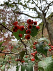 Crataegus monogyna