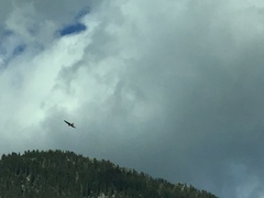 Milvus milvus milvus