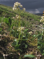 Micranthes nelsoniana aestivalis