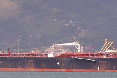 Larus dominicanus