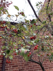 Crataegus monogyna