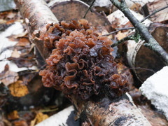 Phaeotremella foliacea