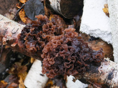 Phaeotremella foliacea