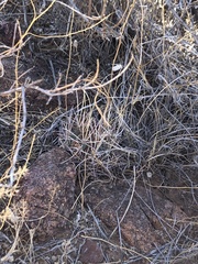 Mimosa aculeaticarpa biuncifera