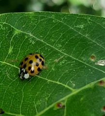 Harmonia axyridis