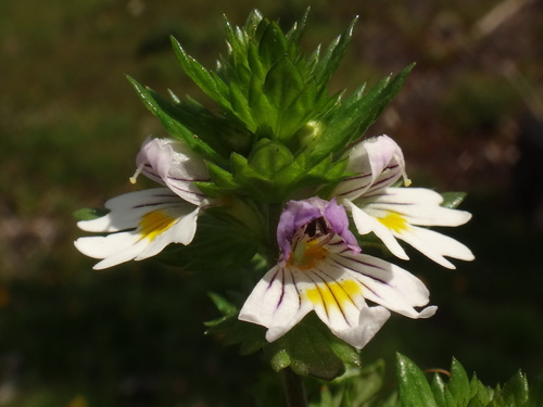 Image of Euphrasia picta by (c) Christian Berg, some rights reserved (CC BY)