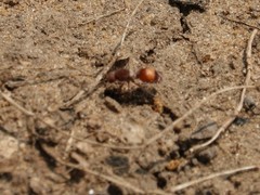 Dasymutilla birkmani