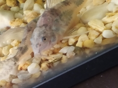 Corydoradinae